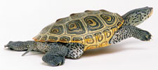 diamonback terrapin