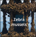 zebra mussels