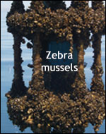 zebra mussels