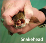 snakehead in a hand