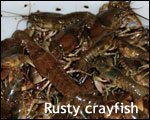 rusty crayfish in a bucket