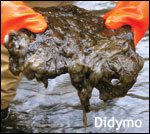 didymo