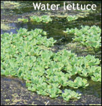 water lettuce