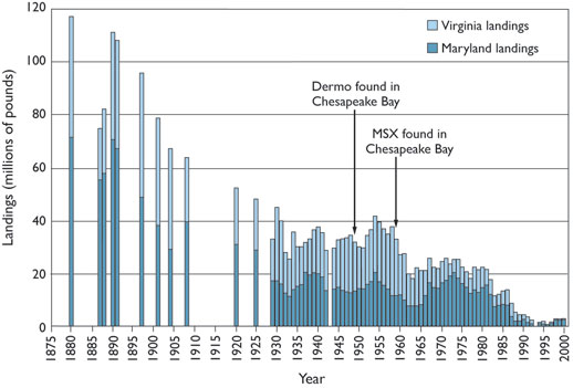 graph of rise of MSX and Dermo