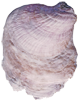 oyster shell