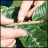 American chestnut leaf by Jack Greer