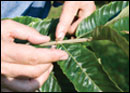 American chestnut leaves by Jack Greer