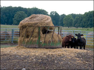 cattle near feeding station by Jack Greer