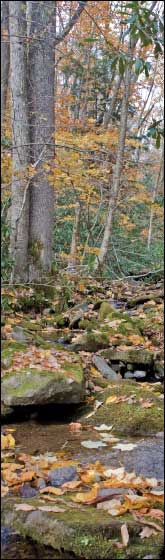 small brooks feed Poplar Lick - by Jack Greer