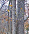 trees - by Jack Greer