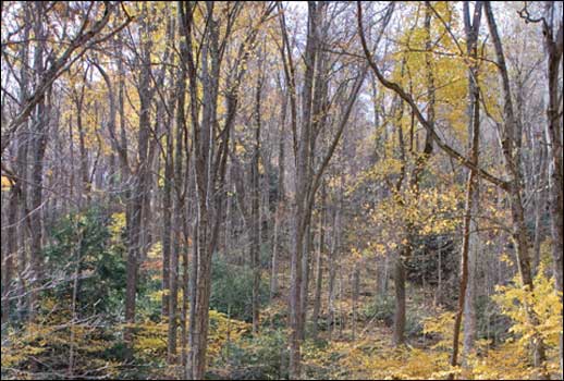 A forest by Jack Greer