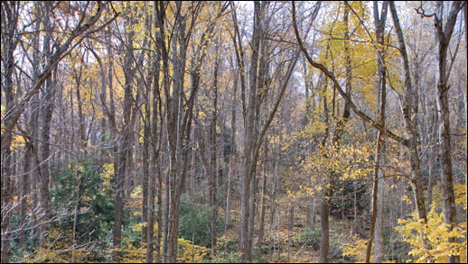 trees in the forest of Western Maryland - Jack Greer