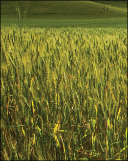 barley field by Victor Szalvay
