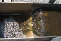 close-up of algal turf scrubber by Dail Laughinghouse