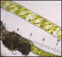 Spirogyra rhizoclonium by Dail Laughinghouse