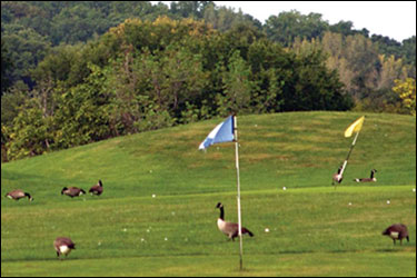 golf course with geese by Erica Goldman