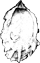 Crassostrea gigas