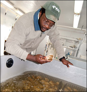 Anu Frank-Lawale examines one of the tetraploid brood oysters at the VIMS Aquaculture Genetics and Breeding Technology Center. Credit: Michael W. Fincham