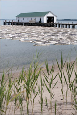 The Choptank Oyster Farm by Michael W. Fincham