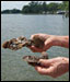 Jim McVey grows two kinds of oysters by Michael W. Fincham