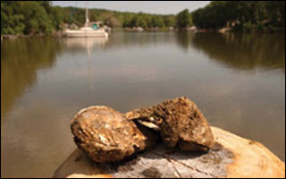Triploid oysters on a pier by Michael W. Fincham