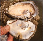 Fat triploid oyster, just shucked and ready for eating by Michael W. Fincham