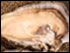 fat triploid oyster by Michael W. Fincham