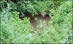Watery ditch with cover crops by Erica Goldman