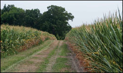 A road wends through the Morris farm by Erica Goldman