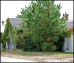 Abandoned house on Hooper's Island by Erica Goldman