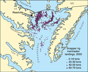 Snapper rig menhaden landings, 2005. Source: Joseph Smith, National Marine Fisheries Service.