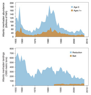Atlantic Menhaden Abundance and Landings. Source: ASMFC Stock Assessment Overview - Menhaden, May 2010, Atlantic States Marine Fisheries Commission.