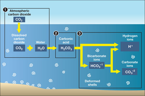 Acidification diagram.