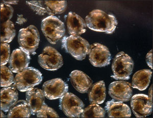 Oyster larvae by Donald Meritt