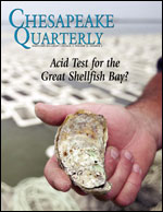 issue cover - Did Algonquin tribes call the Chesapeake a "great shellfish bay?" Scholars disagree on the origins of the Bay's name, but scientists agree that the waters of the Chesapeake were once the greatest oyster grounds in the world. A new generation of oyster farmers could face a new challenge if acid levels rise in the estuary. Photograph by Michael W. Fincham.