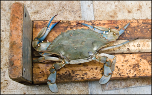 A blue crab being measured during the winter dredge survey. Credit: Skip Brown.