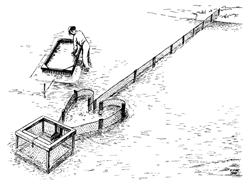 Trotlining drawing from the Virginia Institute of Marine Science