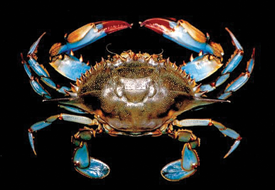 Atlantic blue crab. Credit: Iain McGaw and Carl Reiber