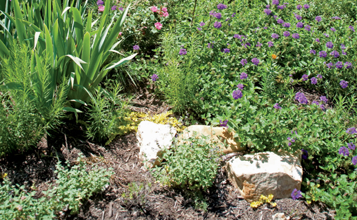 Rain garden. Credit: Erica Goldman