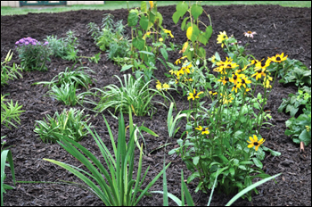 Rain garden. Credit: Amanda Rockler