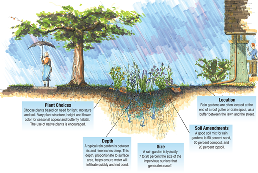 Rain garden illustration by Doug Adamson, courtesy of USDA-NRCS, Iowa