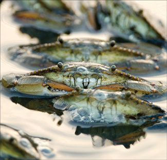 Crab jubilee. Credit: Kevin Fleming