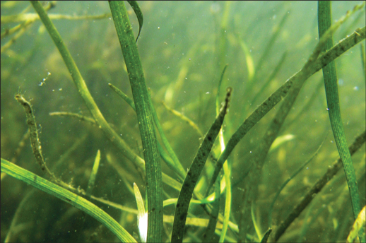 Bay grasses in the Susquehanna Flats. Credit: Debbie Hinkle