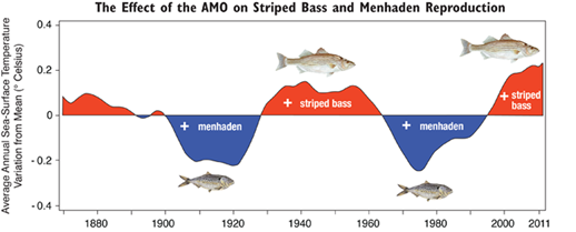 AMO graph. Credit: Maryland Sea Grant figure using an AMO graph plotted with data on sea-surface temperatures developed by Alexey Kaplan et al.