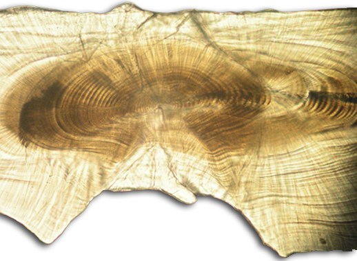 Striped bass otolith. Credit: David Secor