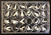 Bluefin tuna otolith collection. Credit: David Secor