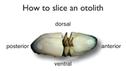 How to slice an otolith. Credit: Illustration by Bob Jones, produced for the Center for Quantitative Fisheries Ecology, Old Dominion University.