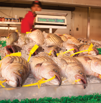 striped bass. Credit: Daniel Strain