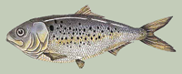 Menhaden. Credit: ￼Maine Department of Marine Resources