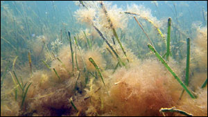 Eelgrass covered by epiphytes. Credit: Jonathan Lefcheck.
